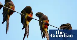 Parrots overwhelm Argentinian town with screeching, poo and power outages