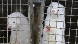 Bird flu researchers turn to Finland’s mink farms, tracking a virus with pandemic potential