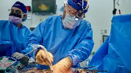 Xenotransplantation: Schweineniere überdauert wochenlang in menschlichem Empfänger