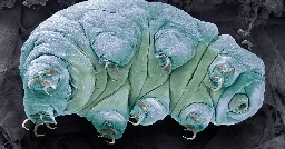 What Makes Tiny Tardigrades Nearly Radiation Proof