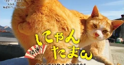 Japan’s cat testicle calendar is here for nyantama fans to go nuts with