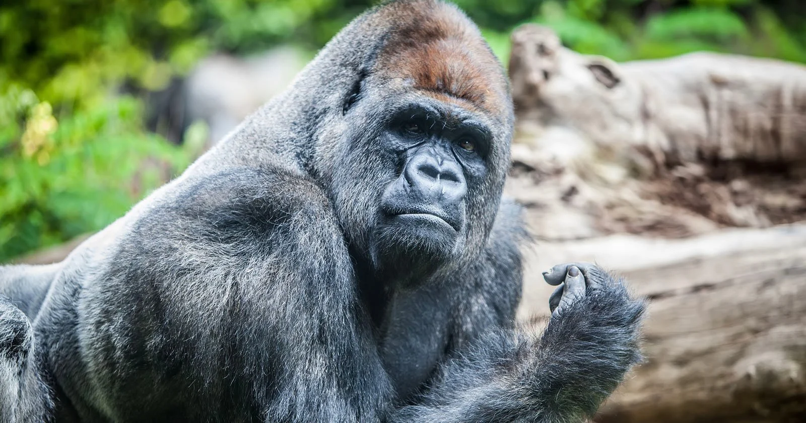 Google's Photos App is Still Unable to Find Gorillas