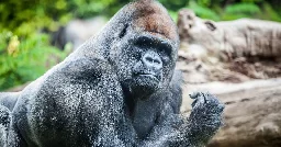 Google's Photos App is Still Unable to Find Gorillas