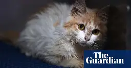 Cyprus begins treating island’s sick cats with anti-Covid pills