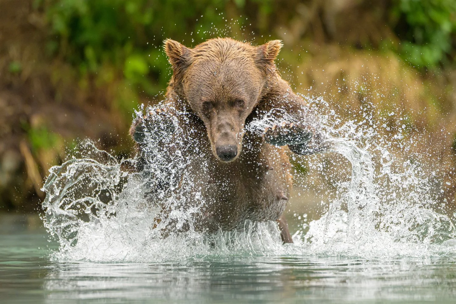 Fast Glass means Fast Autofocus — Jared Lloyd Photography