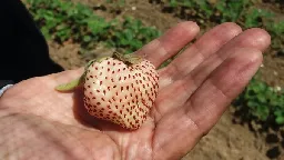 The Fight to Save Chile's Glorious White Strawberry