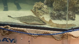 Stingray that got pregnant despite no male companion has died, aquarium says