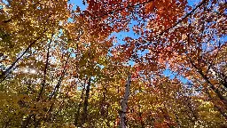 Twin Cities nearing peak fall colors