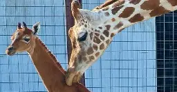 Tennessee zoo says it has welcomed a rare spotless giraffe