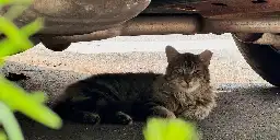 Australia wants to force cats to stay inside or give them a curfew because they are murdering so many other animals they are a threat to the country's biodiversity