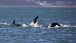 A lone orca killed a great white in less than two minutes. Scientists say it could signal an ecological shift | CNN