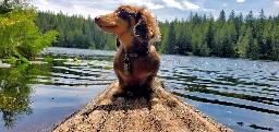 Mini dachshund on a log anyone?