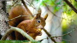 Doku Tiere: Geheimnisvolle Eichhörnchen - hier anschauen