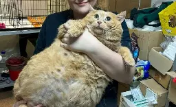 Massive 38lb cat named Crumbs who is ‘too fat to walk’ found in basement