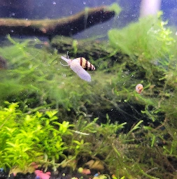 Our mighty Assassin being chased across the glass by a snack-sized Ramshorn