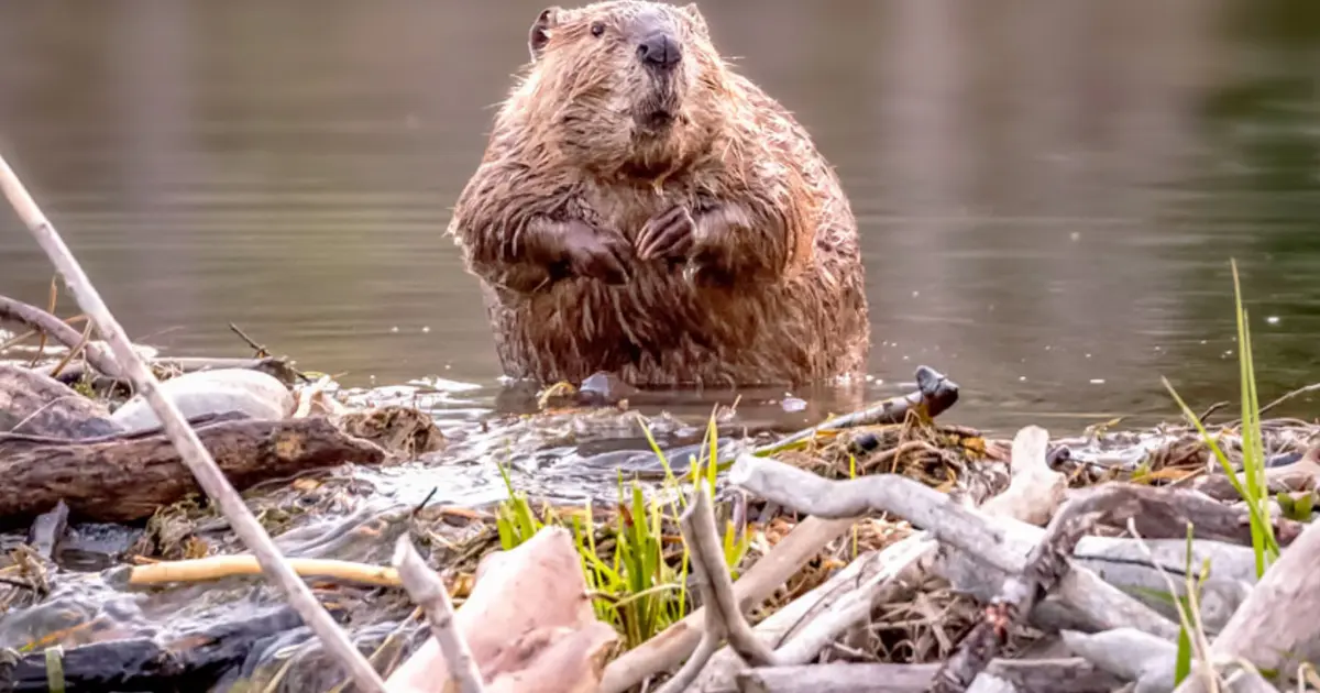 The government had been planning it for 7 years, beavers built the dam in two days and saved them $1 million