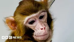 Cloned rhesus monkey created to speed medical research