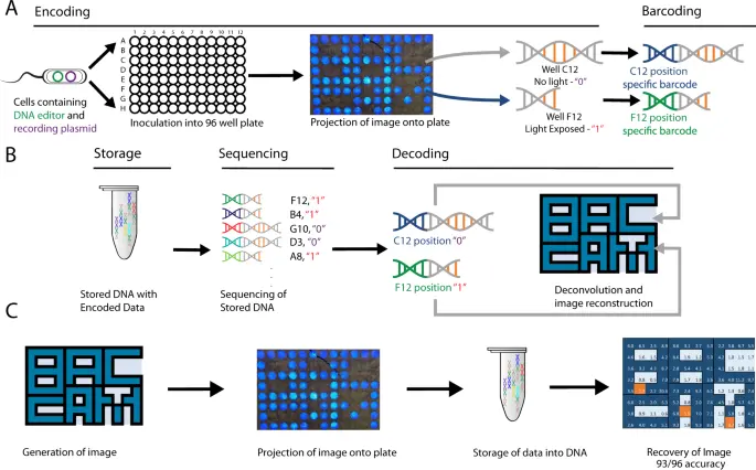 A biological camera that captures and stores images directly into DNA - Nature Communications