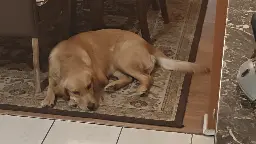 When your eepy but still want to wag