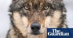 A wolf killed the EU president’s precious pony - then the fight to catch the predator began