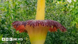 Corpse Flower: Kew's foul-smelling plant blooms again
