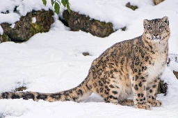Return of the wolf to Nepal’s Himalayas may threaten snow leopards