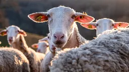 "Ils sautaient plus haut que les chèvres" : en Grèce, un troupeau de moutons dévore 300 kg de cannabis médical