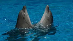 So Long And Thanks For All The Fish! Russia’s Naval-Defense Dolphins May Have Escaped.