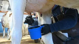 Early tests of H5N1 prevalence in milk suggest U.S. bird flu outbreak in cows is widespread