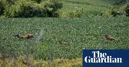 ‘The dead zone is real’: why US farmers are embracing wildflowers