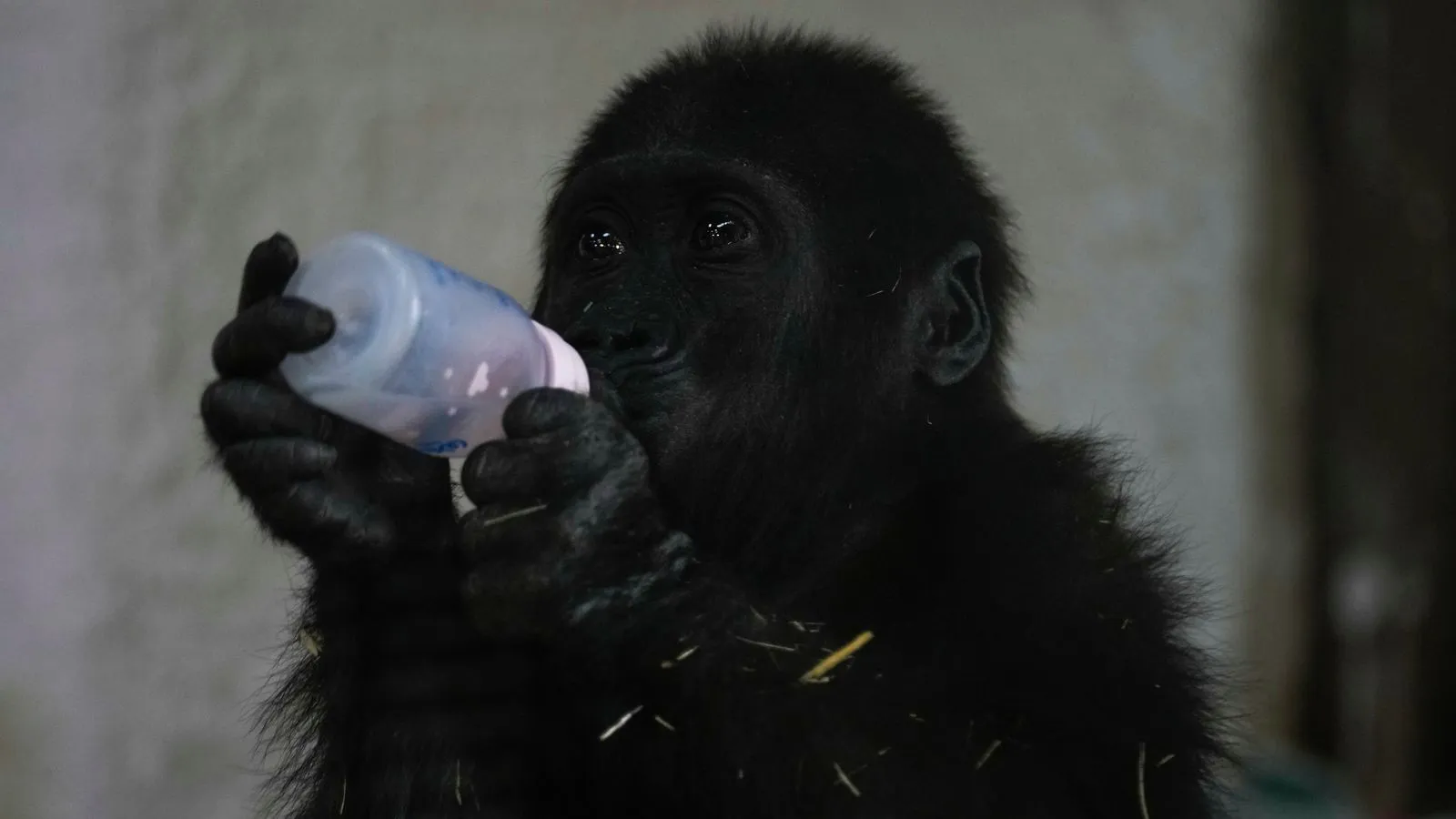 Baby gorilla recovering after rescue from hold of Turkish Airlines plane