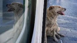 Türkische Regierung will offenbar Straßenhunde einschläfern lassen