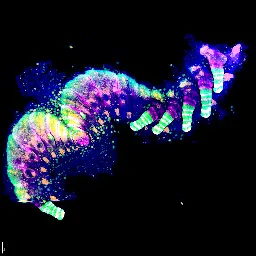 Tarantula embryo gene expression