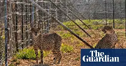 First cheetah cubs born in India in more than seven decades die in heatwave