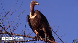 Indian vultures: Decline of scavenger birds caused 500,000 human deaths