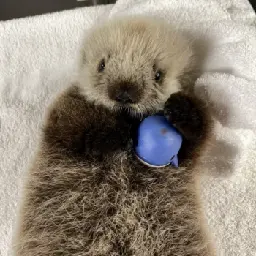 New Patient: EL2401 Female Otter Pup (Name TBD)