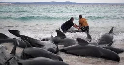 The Whales Gathered in a Heart Shape. Experts Feared What Would Come Next.