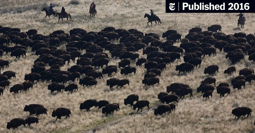 Obama Signs Law Making Bison the First National Mammal (Published 2016)