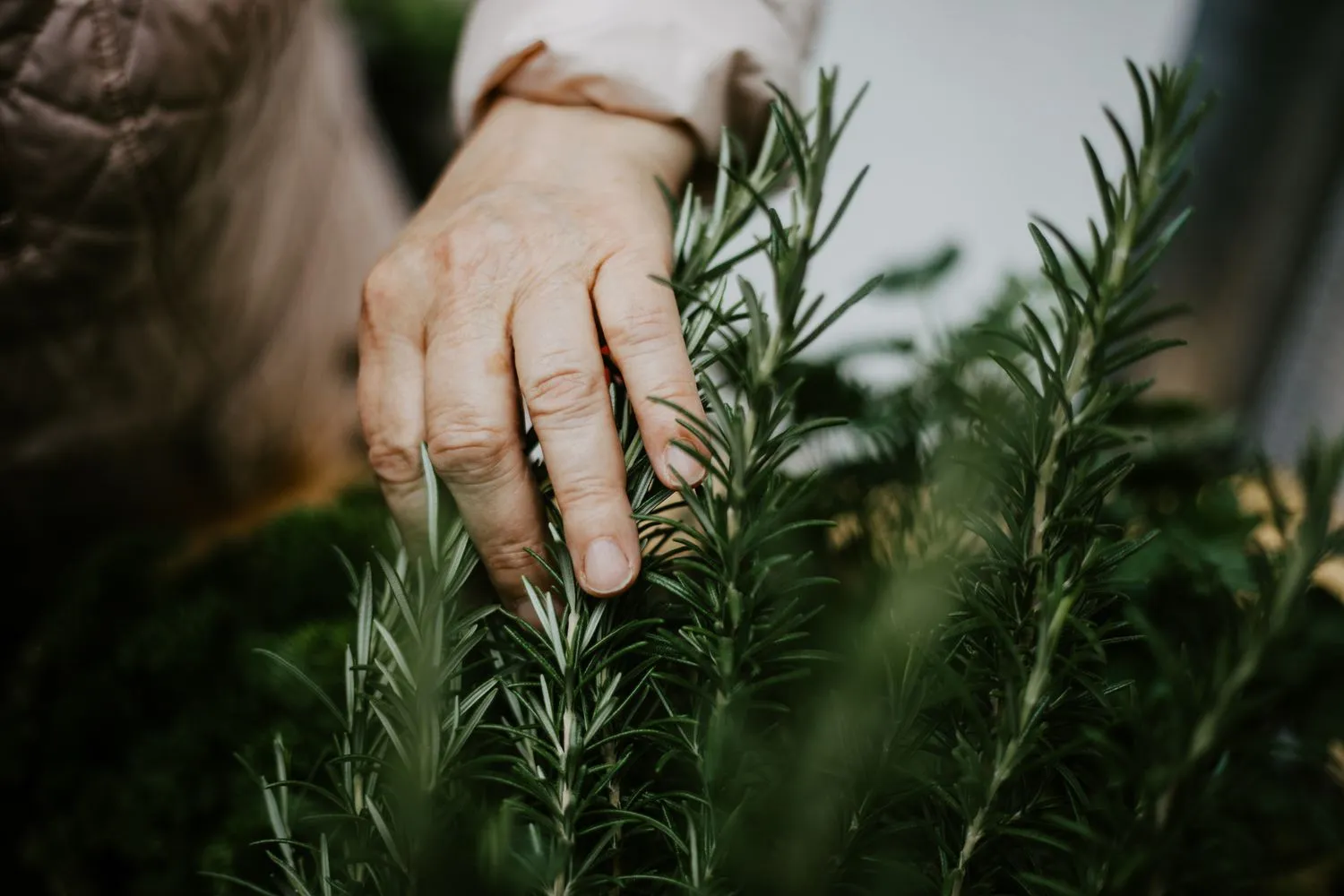 Engage the Senses With a Sensory Garden