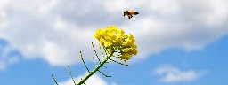 Air pollution makes it harder for bees to smell flowers