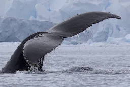 Scientists: Fishing boats compete with whales and penguins for Antarctic krill