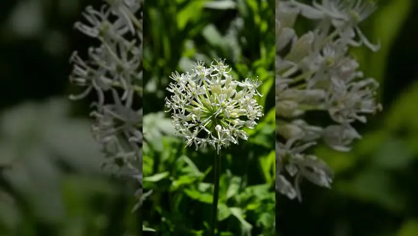 White Allium + Tiny Bees