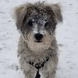 Snowbi