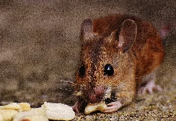 Allergy study on 'dirty' mice challenges the hygiene hypothesis