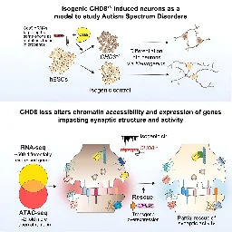 Precise gene editing in human stem cells and neurons reveals links between genome organization and autism