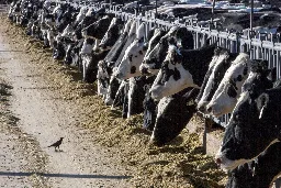 Bird flu spreads to dairy cows in Idaho, Michigan and New Mexico