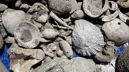 Fossil treasure trove found in Auckland wastewater pipe dig