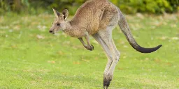 Carmakers give up on software that avoids kangaroos