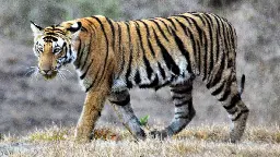 India’s tiger population rises, Madhya Pradesh has most big cats