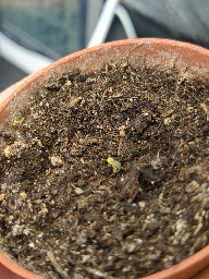 a small pot with a smaller seedling